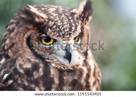 Fantastic oil picture, african owl beak closed, ears raised green background