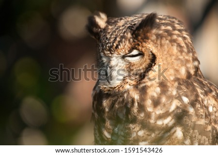 fantastic owl picture, african owl eyes closed beak closed, ears raised white and gray background