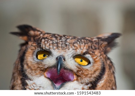 Owl picture, african owl with open beak, mouth and ears raised and light background