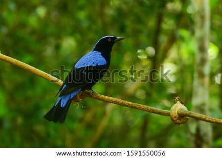This male fairy-bluebird is found in forests across tropical southern Asia