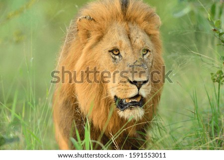 A closeup shot of a magnificent lion in the middle of the grass covered field