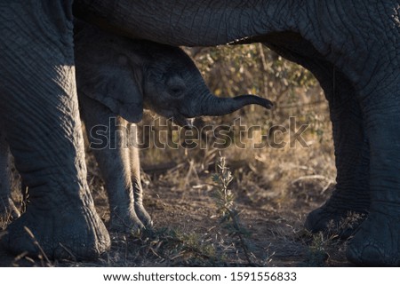 A closeup shot of a baby elephant hiding near her mother