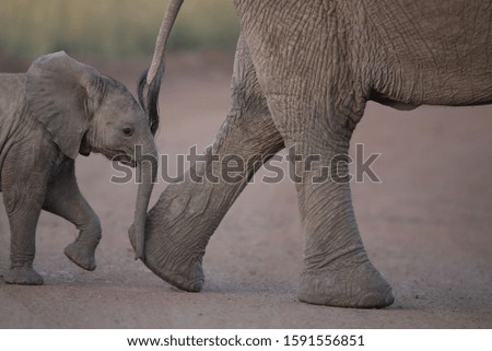 A closeup shot of a baby elephant walking near its mother