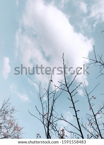 soft cloud floats on the branches just like a cotton floss