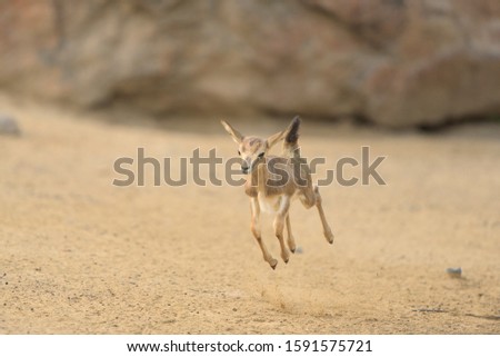 A baby deer hopping around with a blurred background
