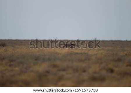 A selective focus shot of a cheetah in a dry grassy field in the distance