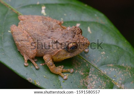 macro image of a Bush Frog - Philautus sp.