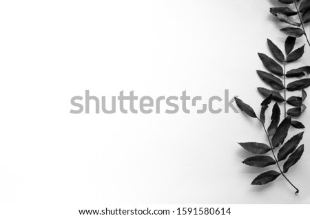 Leaves on a white background. Black and white photo