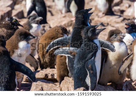 rock-hopper penguin colony on the Falkland Islands near Stanley