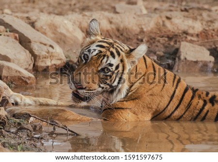 A closeup shot of a wild tiger laying down in muddy water while looking at the camera during daytime