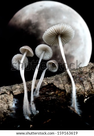 moon and mushrooms