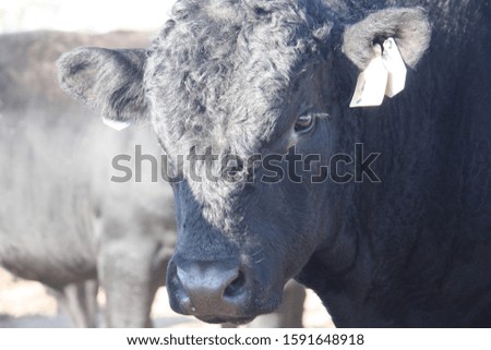 cattle and farming pictures in a rural setting 