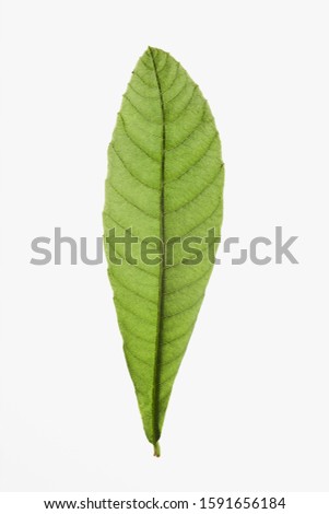 A fresh green leaf on white background.  Royalty-Free Stock Photo #1591656184