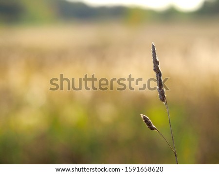 Single stalk of grass in the evening sun on the background of autumn meadow, field