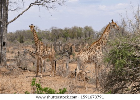 A giraffe in its natural habitat in the savannah plains of Africa.