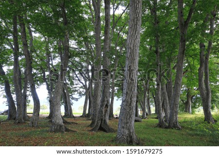 A picture of a dense tree park