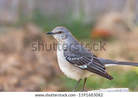 Mockingbirds are a group of New World passerine birds from the family Mimidae. Royalty-Free Stock Photo #1591683082