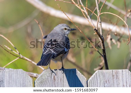 Mockingbirds are a group of New World passerine birds from the family Mimidae.