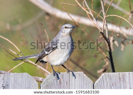 Mockingbirds are a group of New World passerine birds from the family Mimidae.
