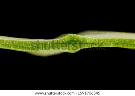 a fresh green leaf cut open in black background. Royalty-Free Stock Photo #1591706845