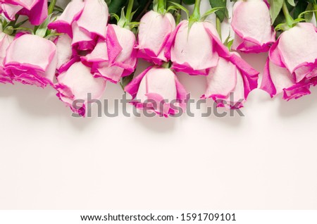 Beautiful pink roses isolated on white background. - Image