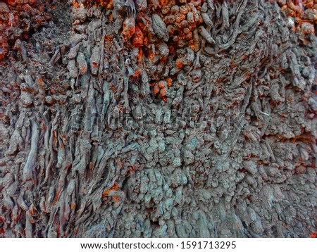 this is a palm tree trunk bark, detailed bark texture of an old palm tree.