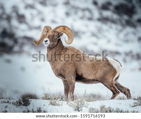 Beautiful rocky mountain bighorn sheep ram. Impressive pose in wild natural habitat. Royalty-Free Stock Photo #1591716193