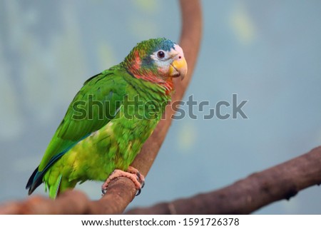 The yellow-billed amazon, also called the Jamaican amazon, (Amazona collaria) sitting on the branch with green backgound. Royalty-Free Stock Photo #1591726378
