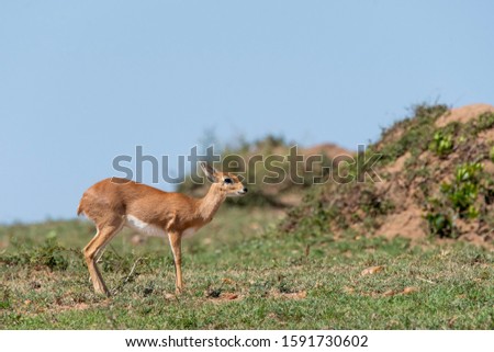 Oribi - A dwarf antelope found in Masai Mara National Reserve during a wildlife safari inside the reserve