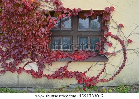 Red fall ivy vine framing a wooden castle window