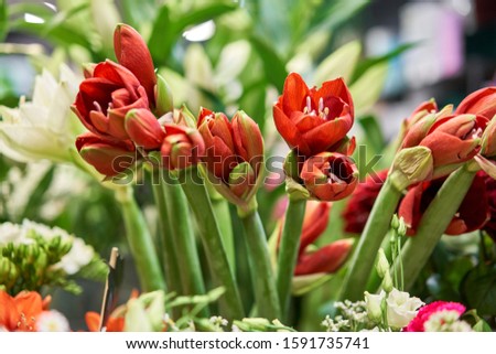 Vases with Red Amaryllis, showcase flower shop. Beautiful spring bouquets. . Small family business. Work florist. copy space