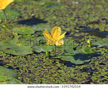 A picture of a young lotus in yellow