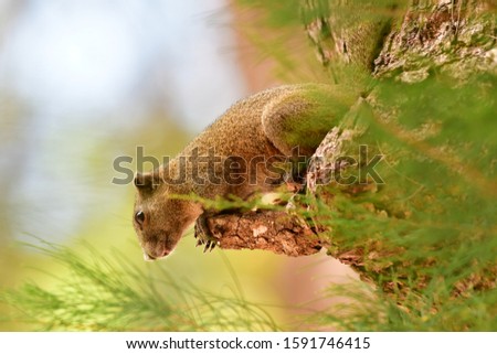 Cute squirrel is climbibg a tree