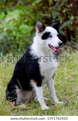 Beautiful black and white Border Collie dog with eyes with different colors