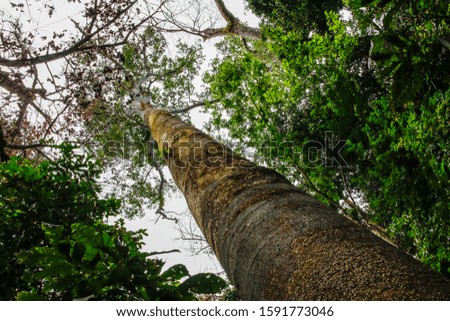 A giant tree in the Manuel Antonio National Park. Costa Rica