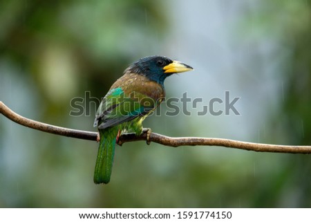 the beautiful little cute Great Barbet on the branch in the green forest and blur green forest background