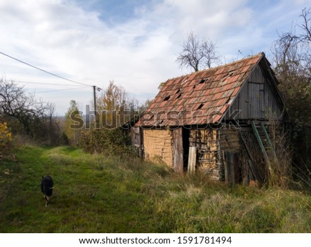 Pet passing by old stable, abandoned and overgrown with grass. The old-fashioned building damaged and derelict. Sunny autumn day in countryside. - Image