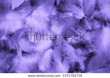 Beautiful abstract colorful blue and light purple feathers on black background and soft white pink feather texture on white pattern and purple background