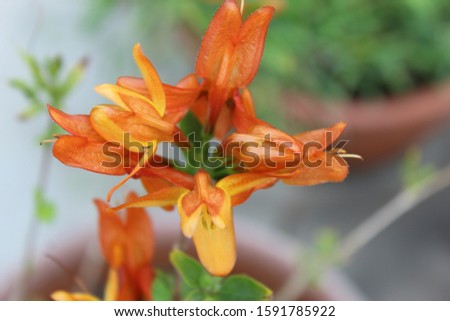 Beautiful Orange day lily's petals closeup with blur nature background.