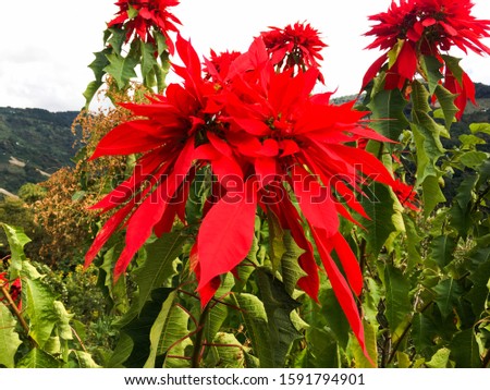 Landscape red poinsettia in the outdoors 
 with sky and mountain background


