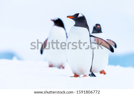 Gentoo penguins travelling on the top of snow and ice.