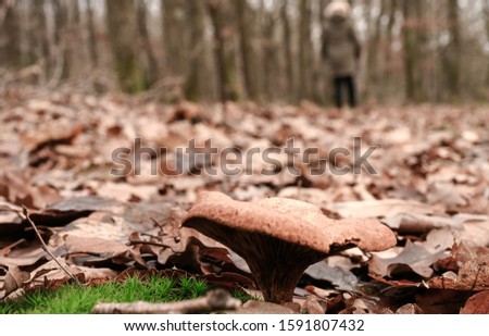 Autumn landscape in the forest