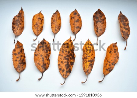 autumn leaves beautiful texture on a white background