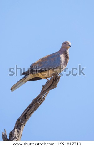 Dove at a Nature Reserve in South Africa