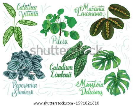 Hand drawn vector decoration house plant collection. Pileia, calathea vittata, monstera delicious, peperomia sandersii, caladium lindenii, maranta leuconeura. Royalty-Free Stock Photo #1591821610