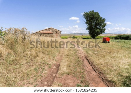 Sunflower plantation El Pobo Teruel Aragon Spain