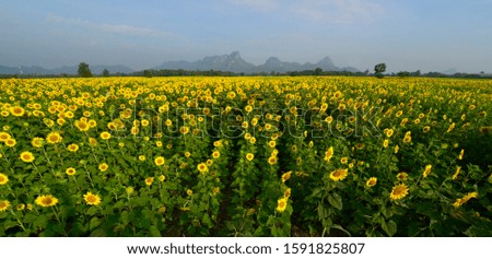 Sunflower field in winter of central Thailand.