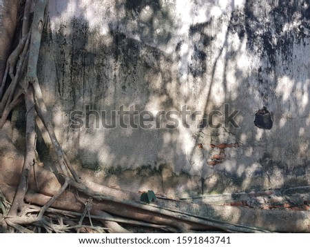 tree cuve on older wall many history story