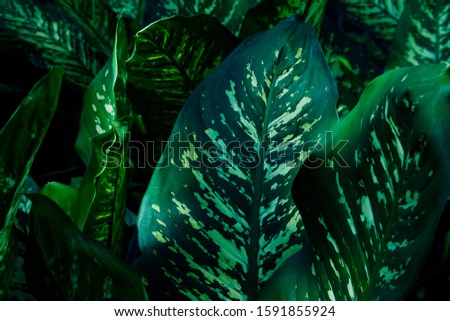 Fresh green leaves pattern with natural background