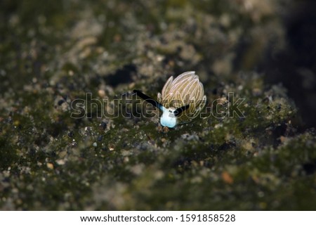 Nudibranch Costasiella usagi. Picture was taken in Lembeh Strait, Indonesia